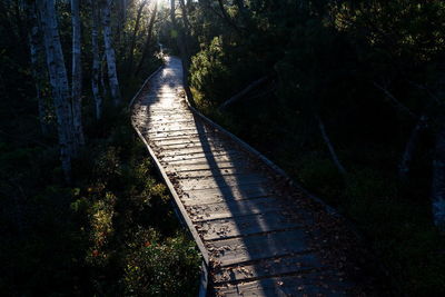 Empty footpath amidst trees in forest