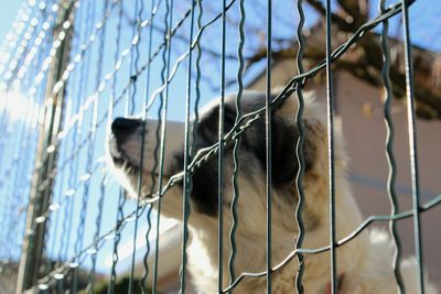 Low angle view of cat in cage