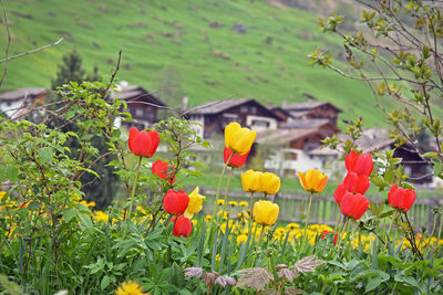 Close-up of flowering plants on field