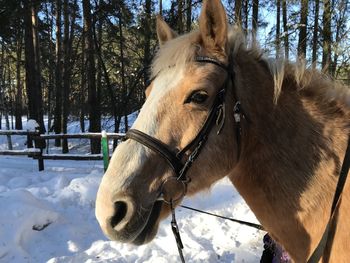 Horse on snow covered land