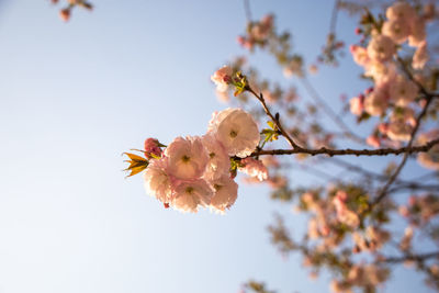 Low angle view of cherry blossoms against sky