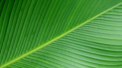 Full frame shot of palm leaves