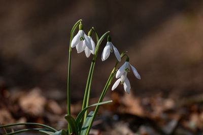 Close-up of white flowering plant