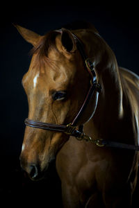 Close-up of horse against black background