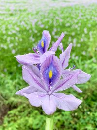 Close-up of purple flowering plant on field