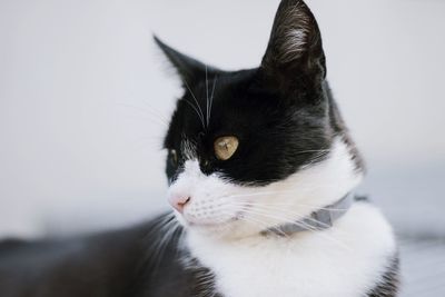 Close-up of cat looking away