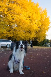 Dog running on road