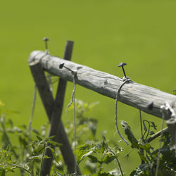 Close-up of bird perching on plant