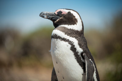 Close up of a bird