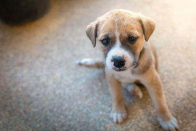 High angle portrait of puppy