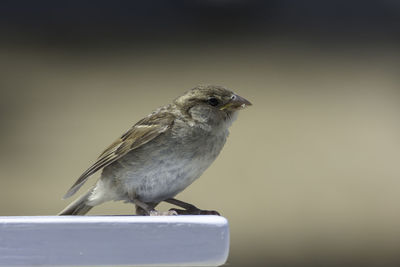 House sparrow in town looking for food. brown bird eating bread and being