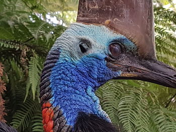 Close-up of peacock