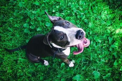 High angle view of dog on field