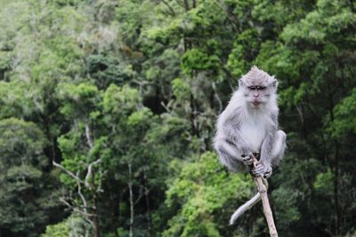 Monkey looking away in forest