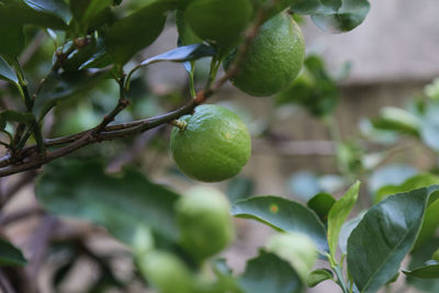 The lemon tree is producing many fruit.