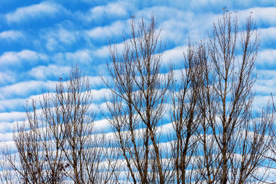 Low angle view of bare trees against blue sky