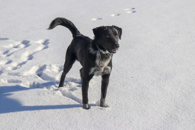 Dog running in snow