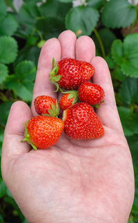 Close-up of hand holding strawberries