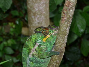 Close-up of chameleon on tree