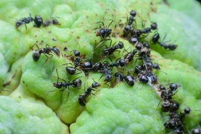 Close-up of ant on leaf