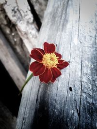 Close-up of red flower on wood