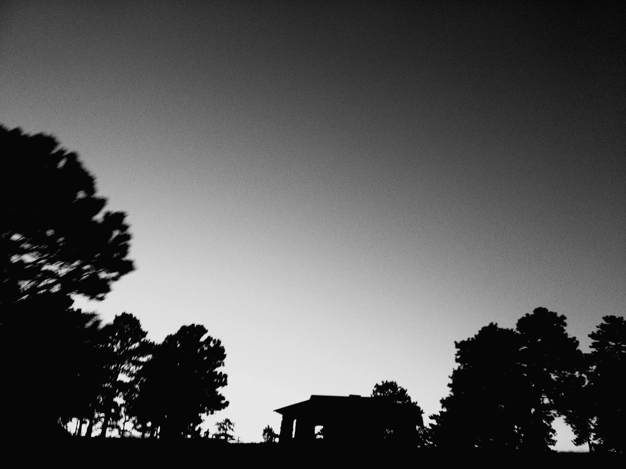 LOW ANGLE VIEW OF SILHOUETTE TREES AGAINST SKY