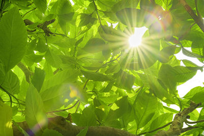 Low angle view of sunlight streaming through tree