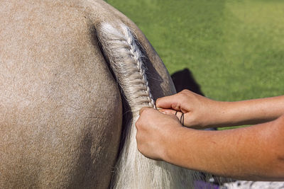 Girls hands plaiting the tail of a pretty light colored horse ready for pony club competition.