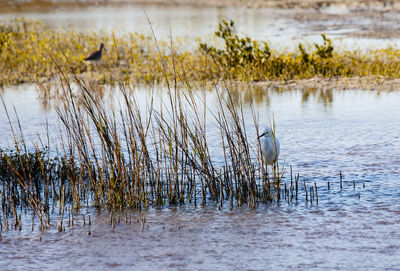 Grass in a lake