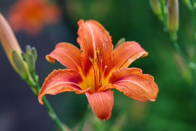 Close-up of orange day lily