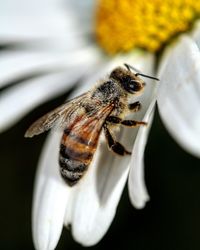 Close-up of bee on flower