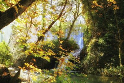 Trees growing in forest