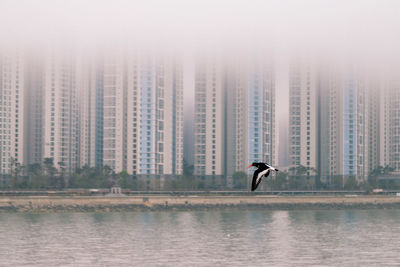 Bird flying over lake