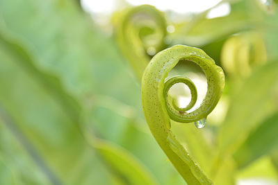 Close-up of water drop on leaf