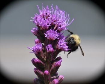 Close-up of bee on purple flower