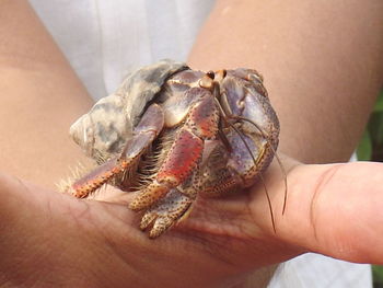 Close-up of person holding ring