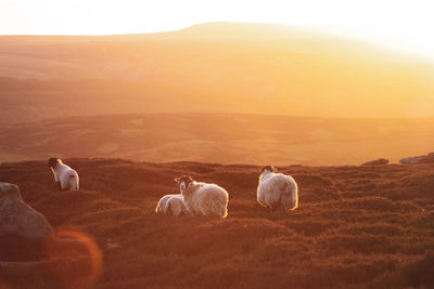 Sheep in a field golden hour