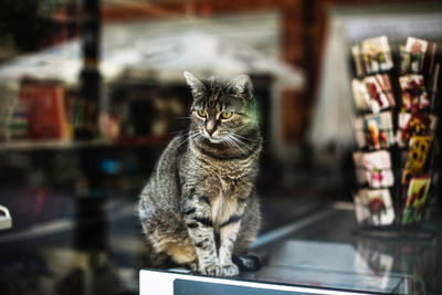 Close-up portrait of cat