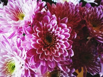 Close-up of purple flowers blooming outdoors