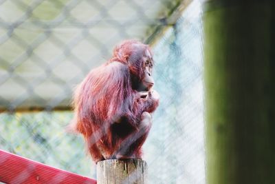 Low angle view of orangutan on wooden post in cage at zoo