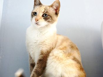 Portrait of white cat against wall