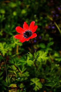 High angle view of red flowering plant