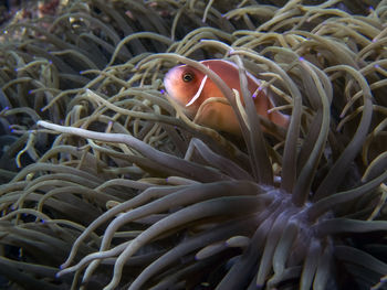 Close-up of fish in sea