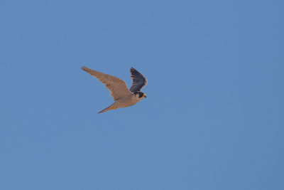 Low angle view of eagle flying against clear blue sky