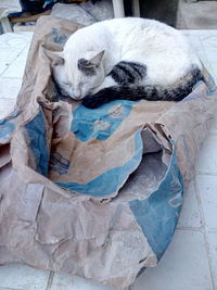 High angle view of dog sleeping on bed