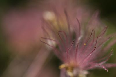 Close-up of flower