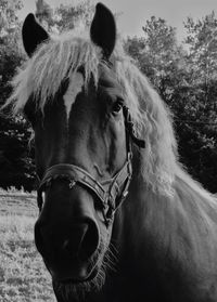 Close-up of horse
