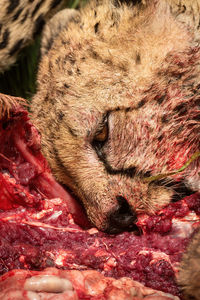 Close-up of cheetah chewing on hartebeest carcase