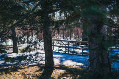 Trees in forest