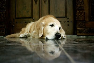 Close-up of dog relaxing on floor